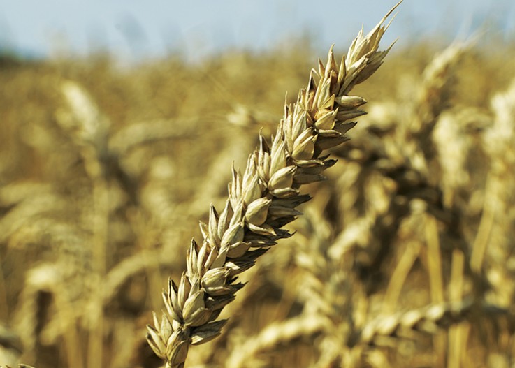 скипетр сорт озимой пшеницы характеристика